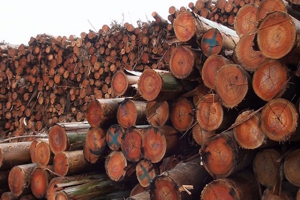 Madeiras apreendidas em Cuiabá e Várzea Grande serão leiloadas