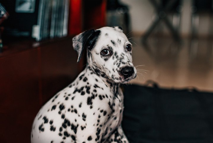 Cachorro matou morcego Clearance